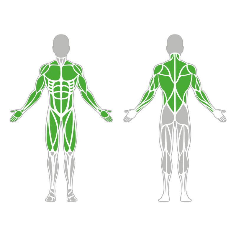zu trainierende Muskelgruppen