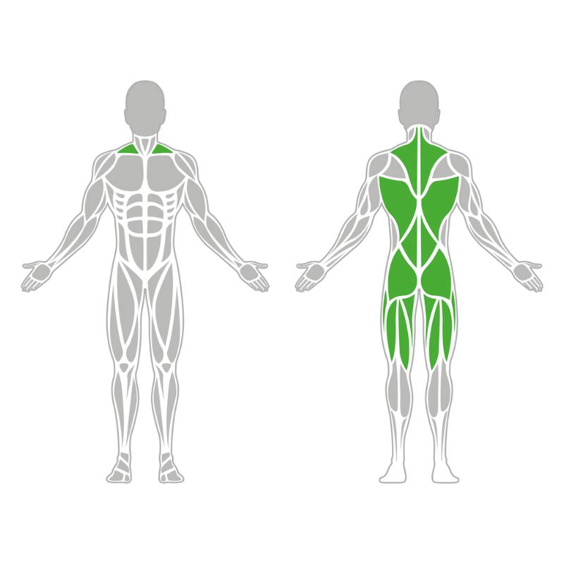 Rückenschule zum Fitness-Training Muskelatur