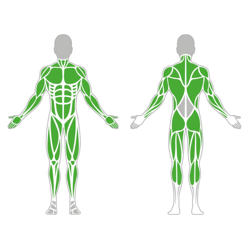 Körpertraining , Muskelaufbau