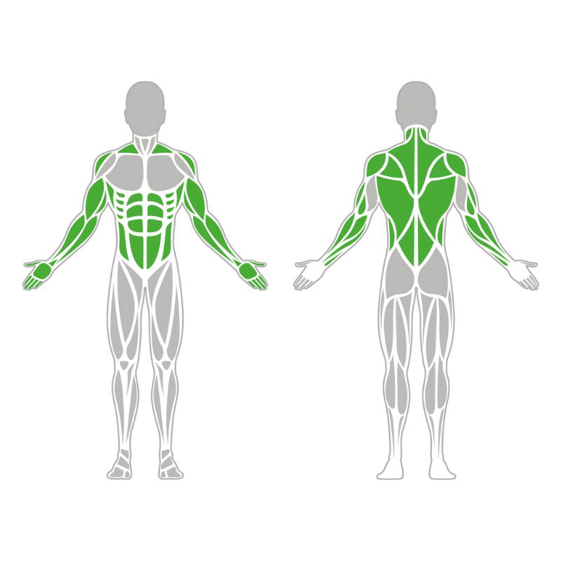 beanspruchte Muskulatur während der Trainingseinheit