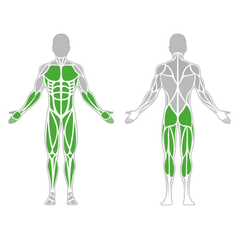 beanspruchte Muskelgruppen