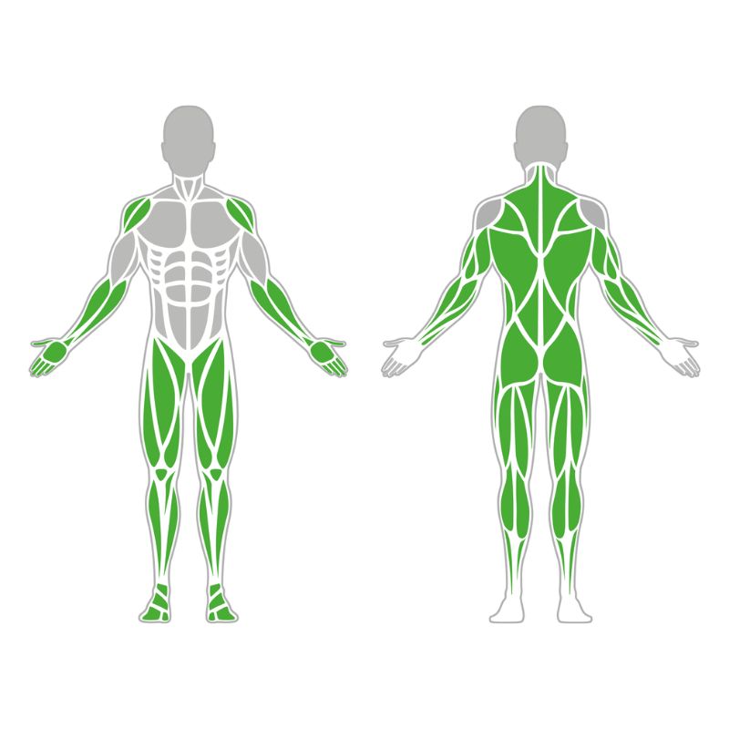 beanspruchte Muskulatur